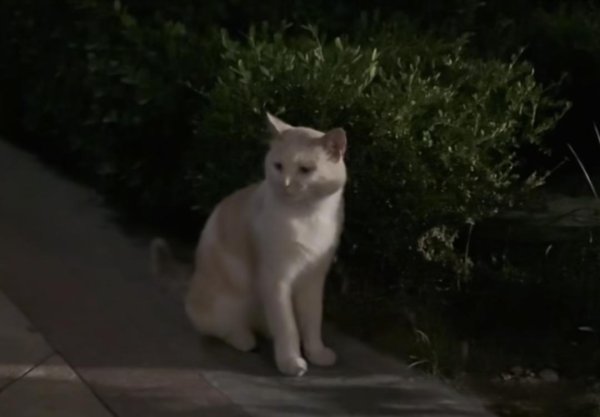 展鵬配资 小姐姐意外发现投喂的流浪猫熬过暴雨，没想到小家伙见了她，也如救命稻草般，“啊啊啊”叫着奔来！